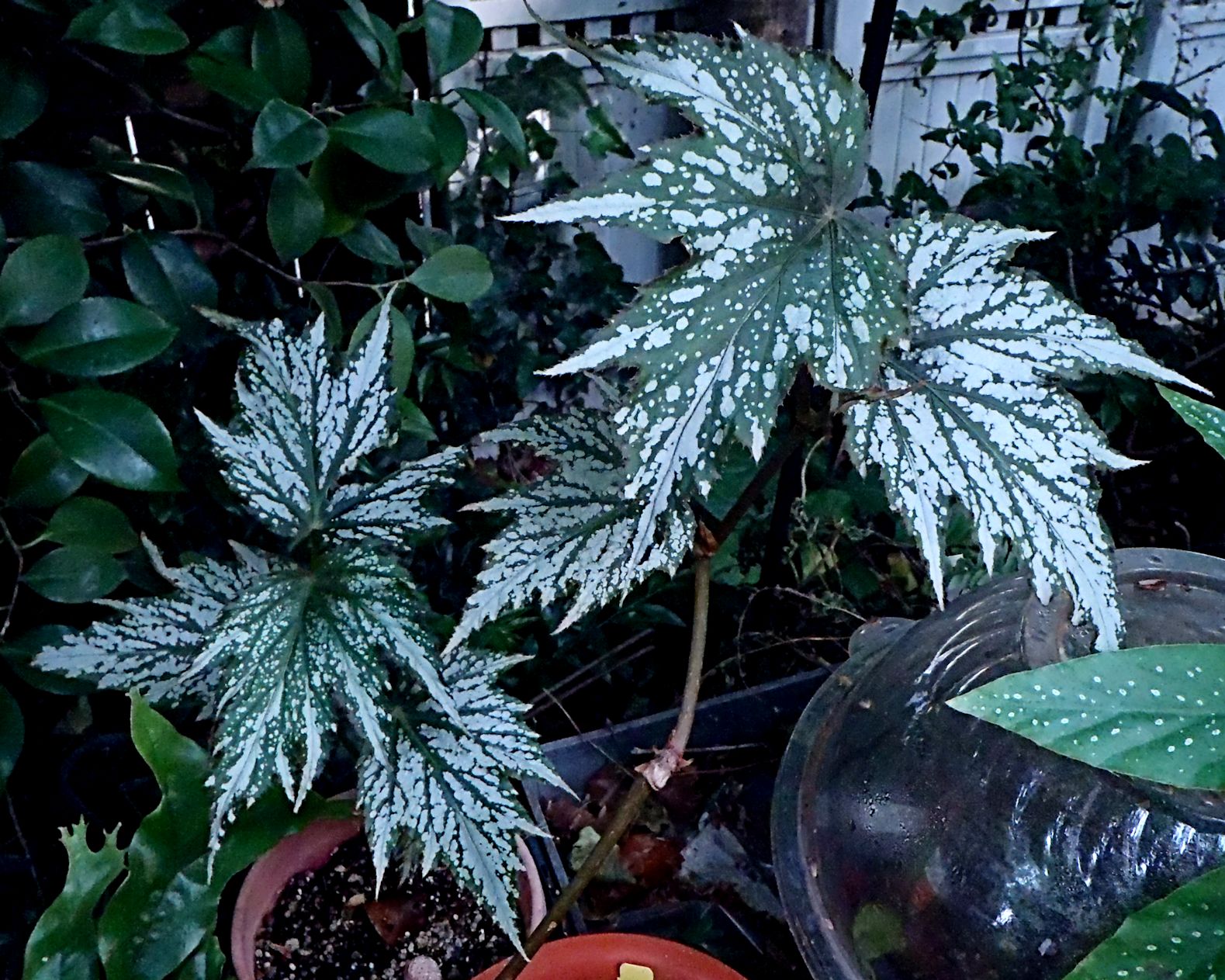 B. ‘Lady Eleanor’
